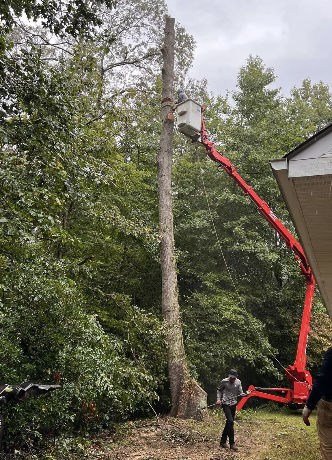 large, dead oak tree removal St. Leonard MD