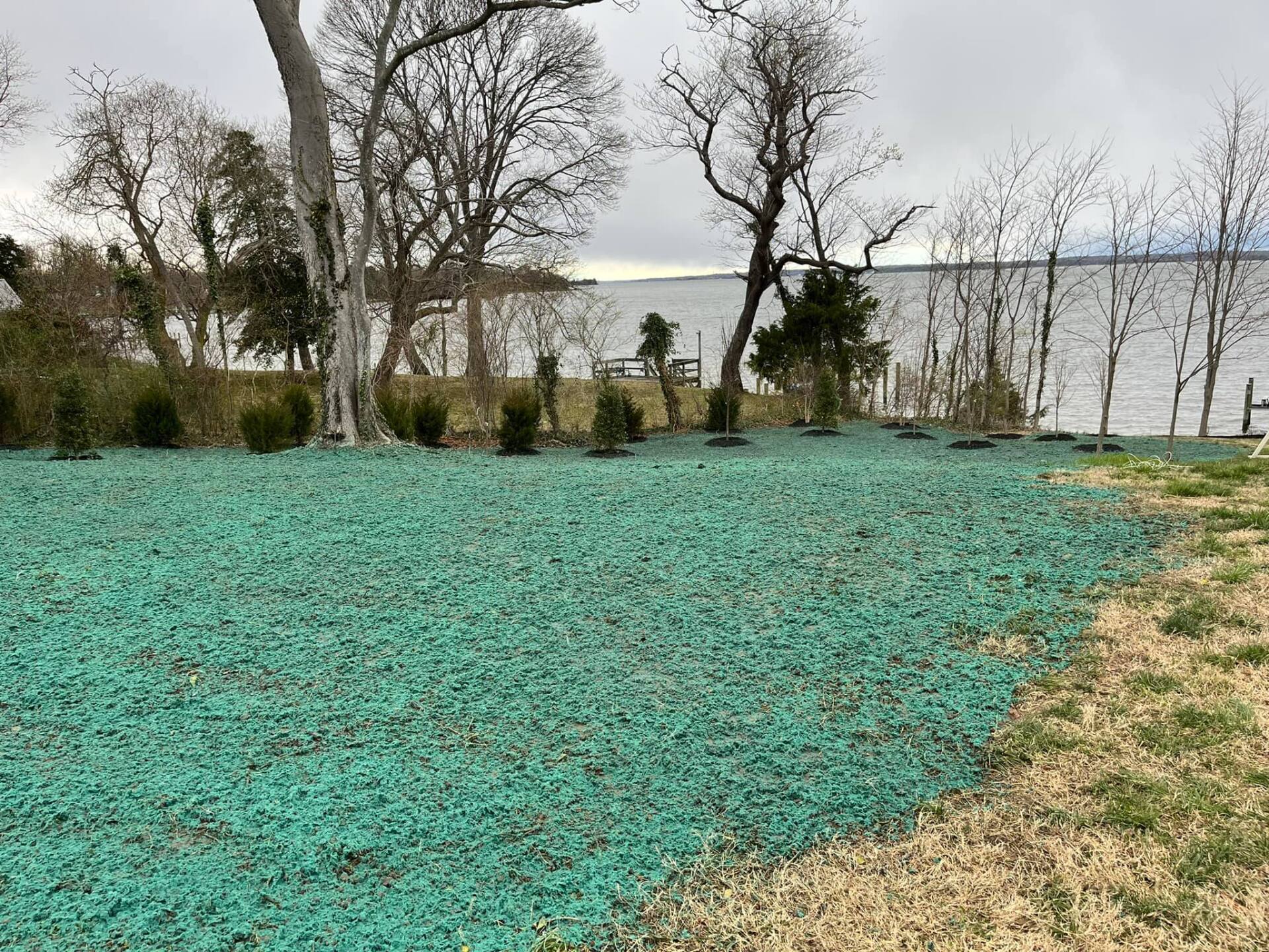 hydroseed-tree planting