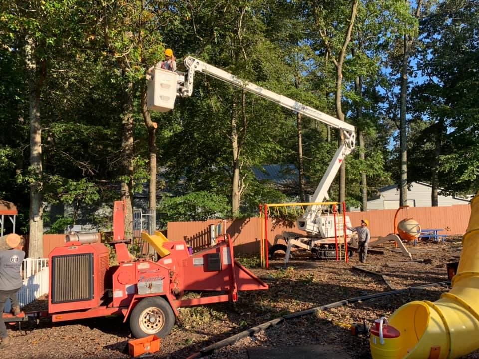 Remove dead trees around playground