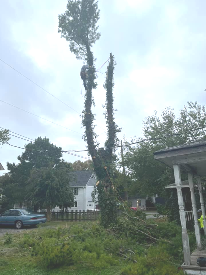large pine tree trimming
