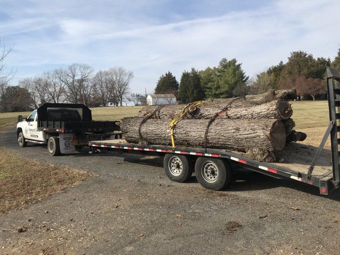 Honey Cove Tree removal Southern MD