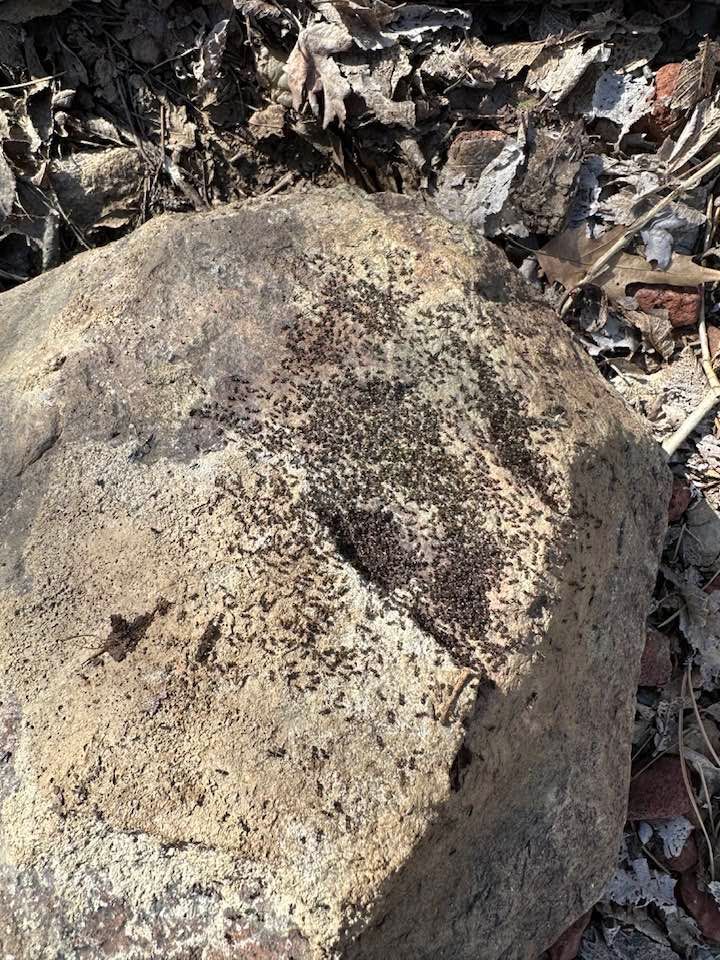 A large rock is sitting on top of a pile of leaves.