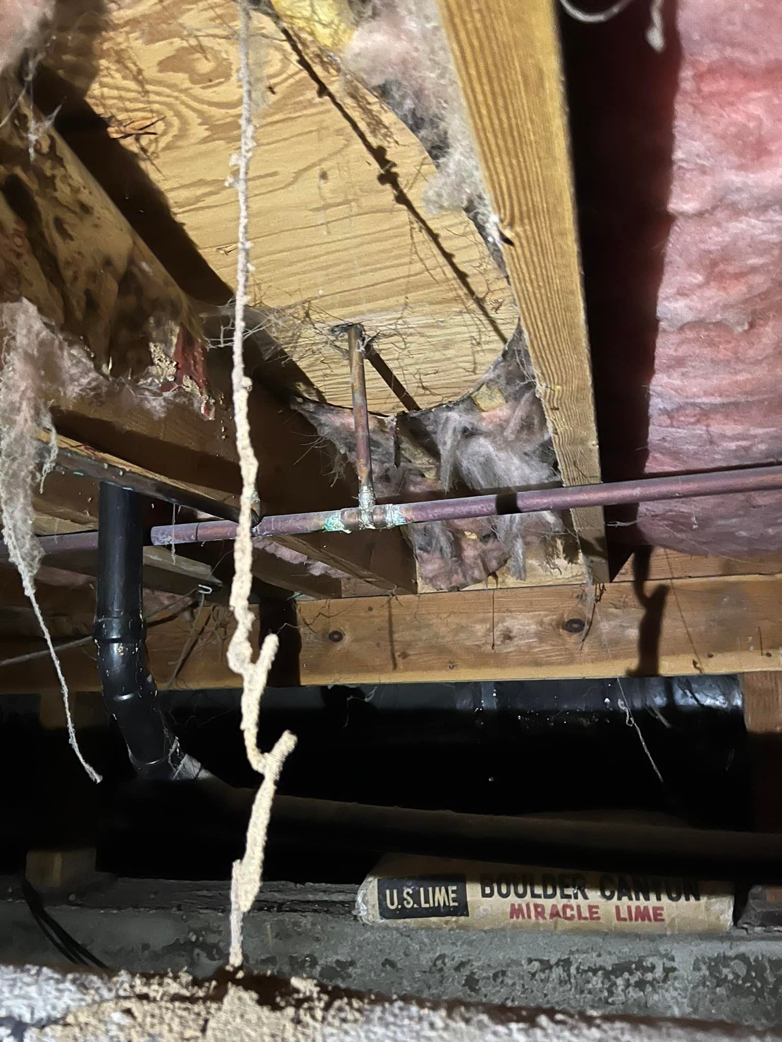A termite crawling on a pipe in a basement.