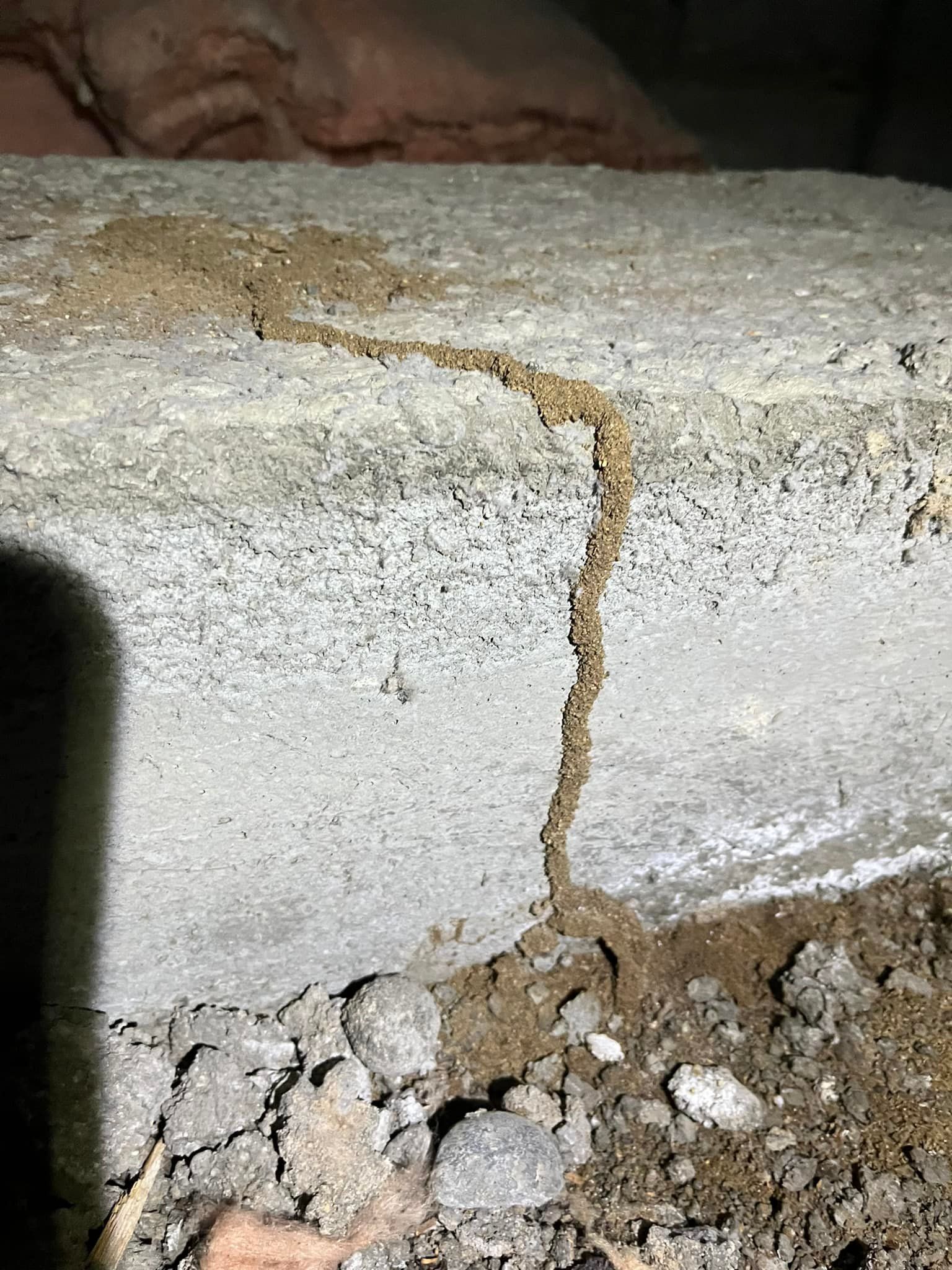 A termite tunnel is coming out of a concrete wall.