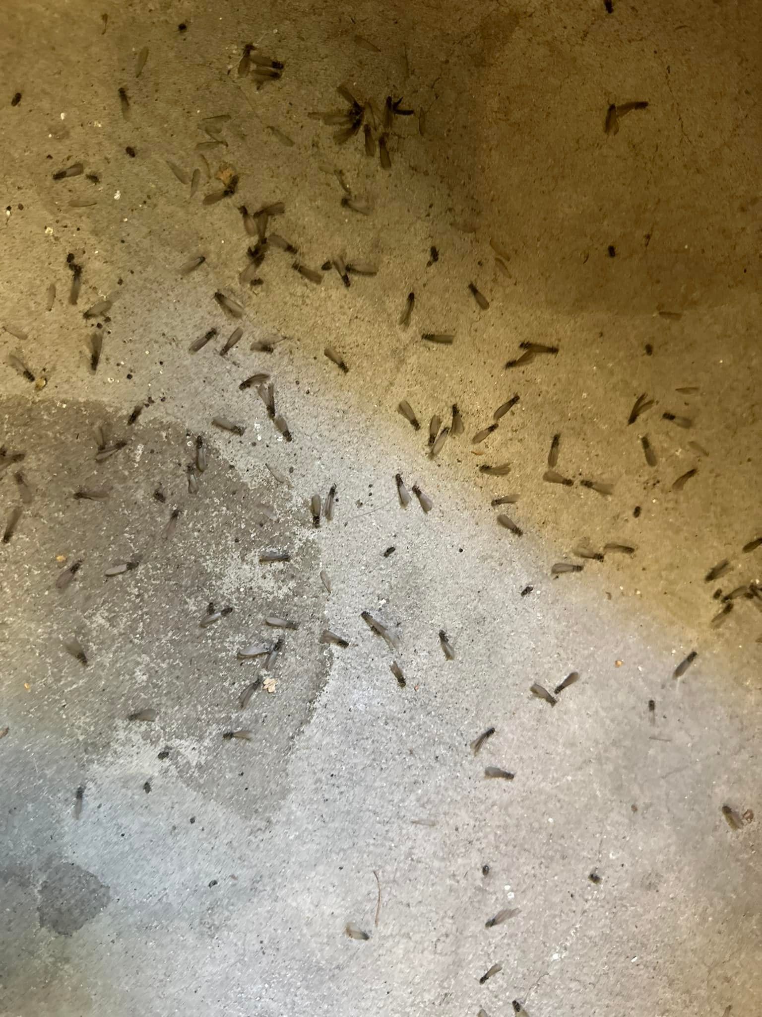 A close up of a concrete surface with a lot of small bugs on it.