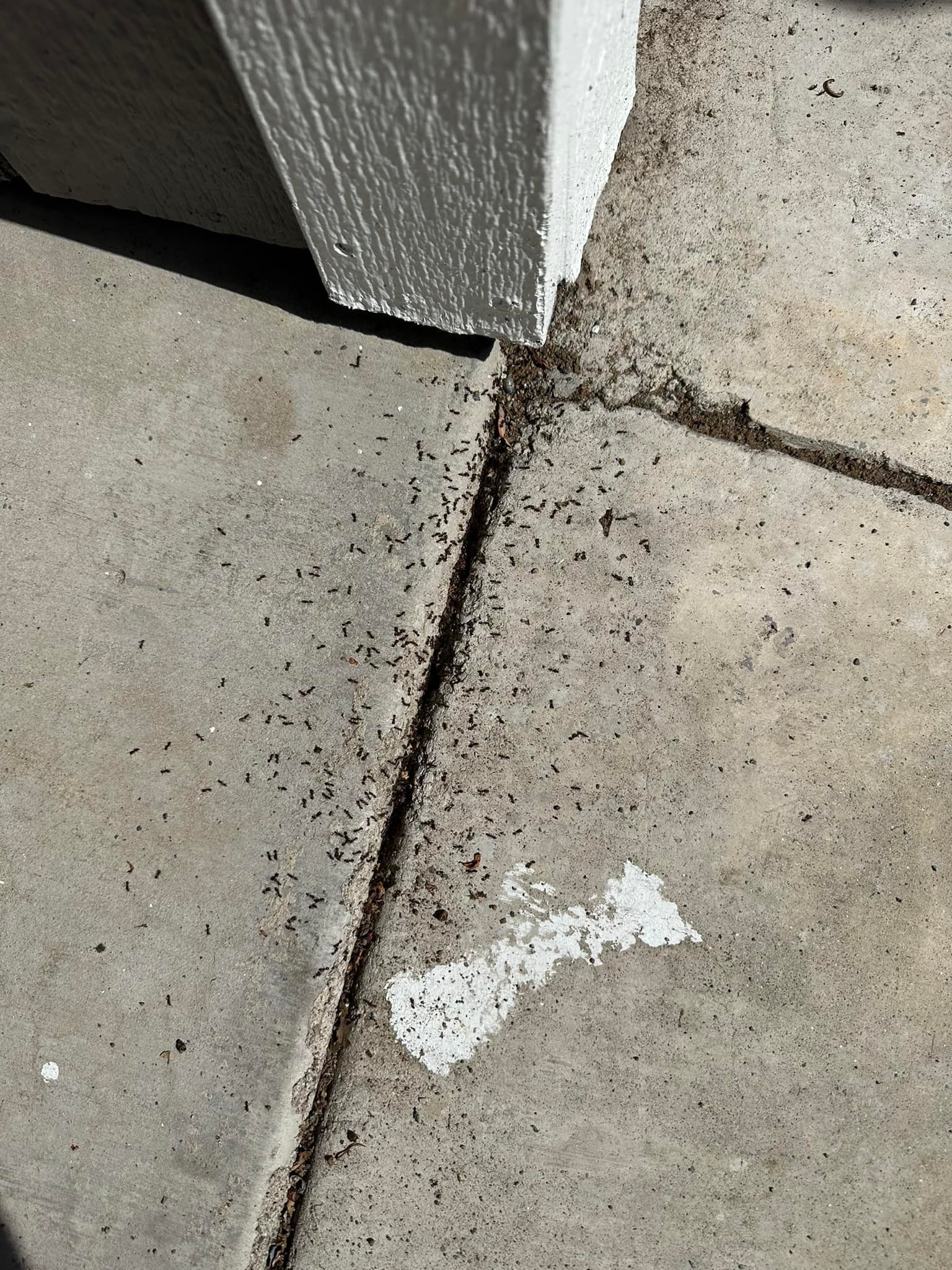 A close up of a concrete floor with bugs on it.