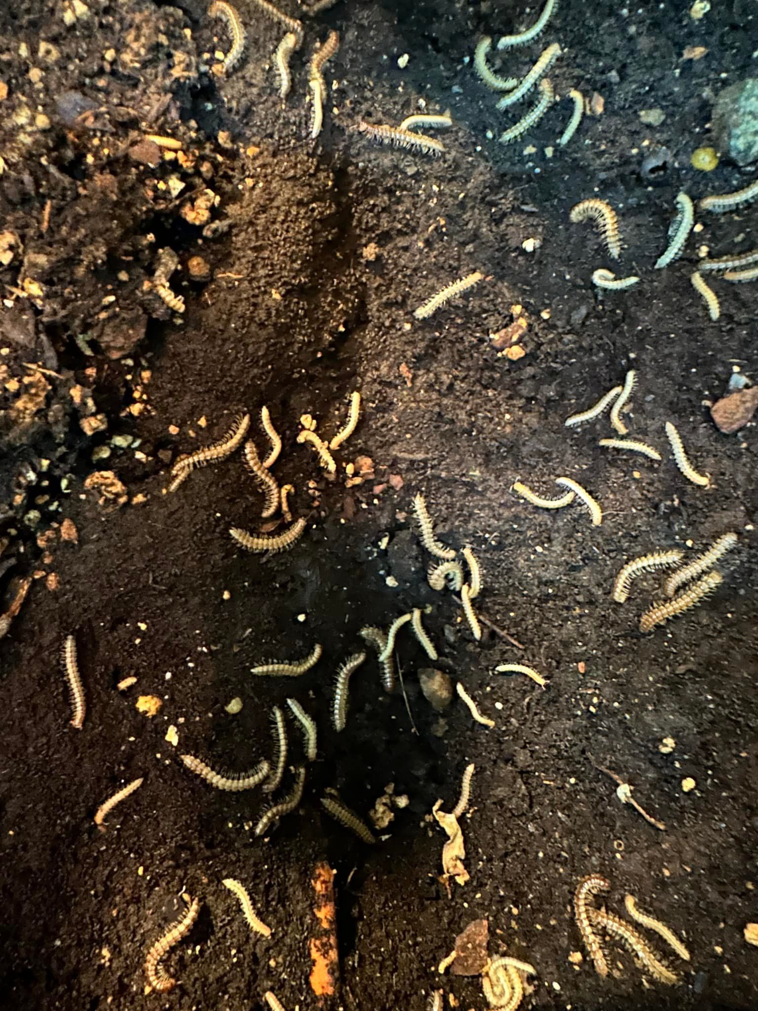 A bunch of worms are crawling on the ground.