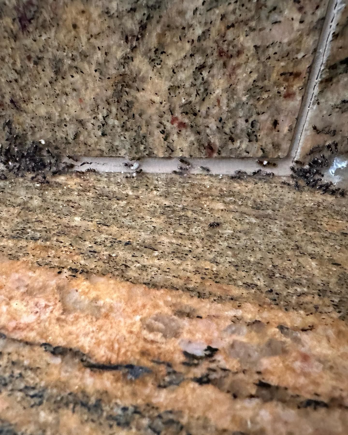 A close up of a granite counter top with a few ants on it.