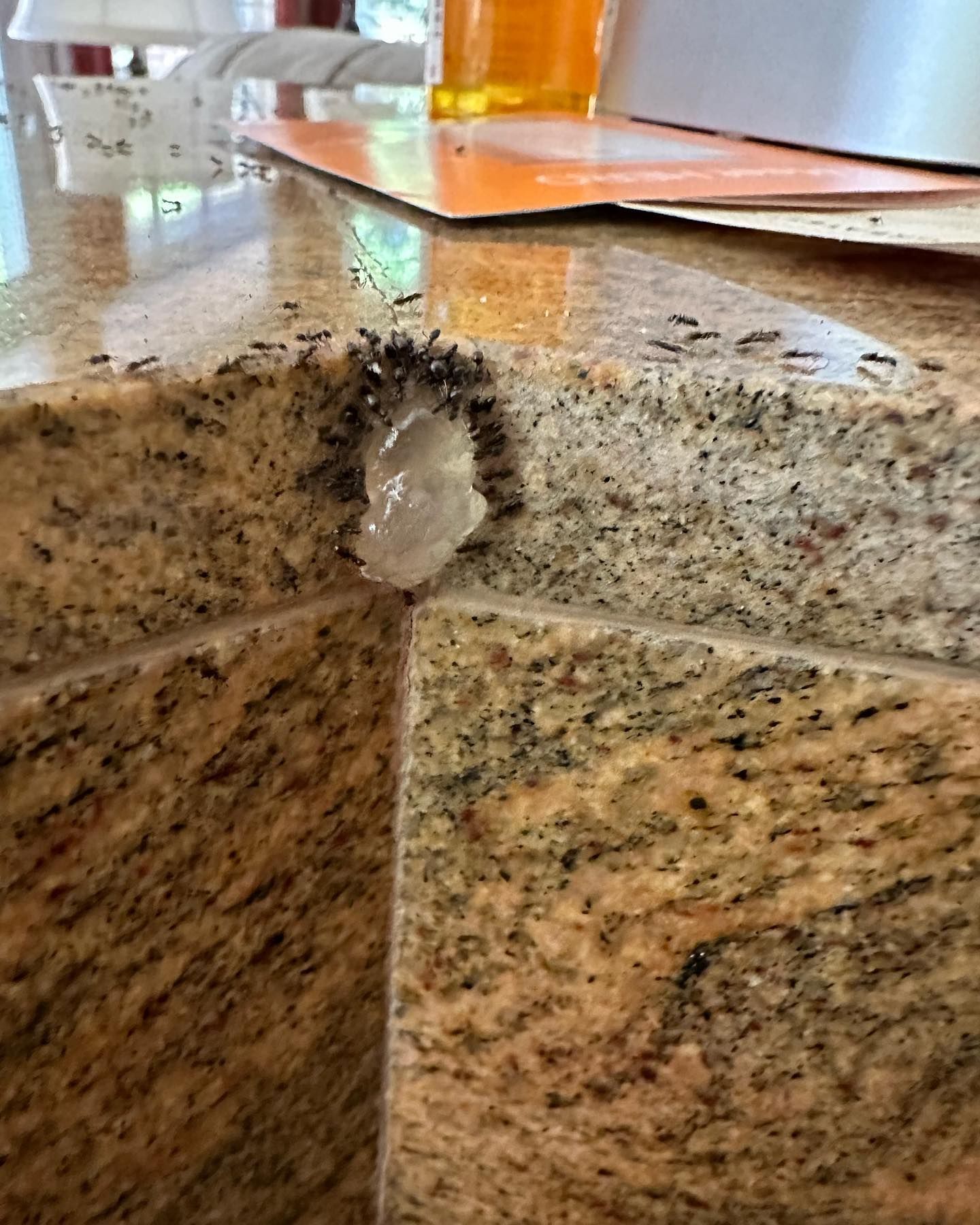 A close up of ants on a granite counter top.