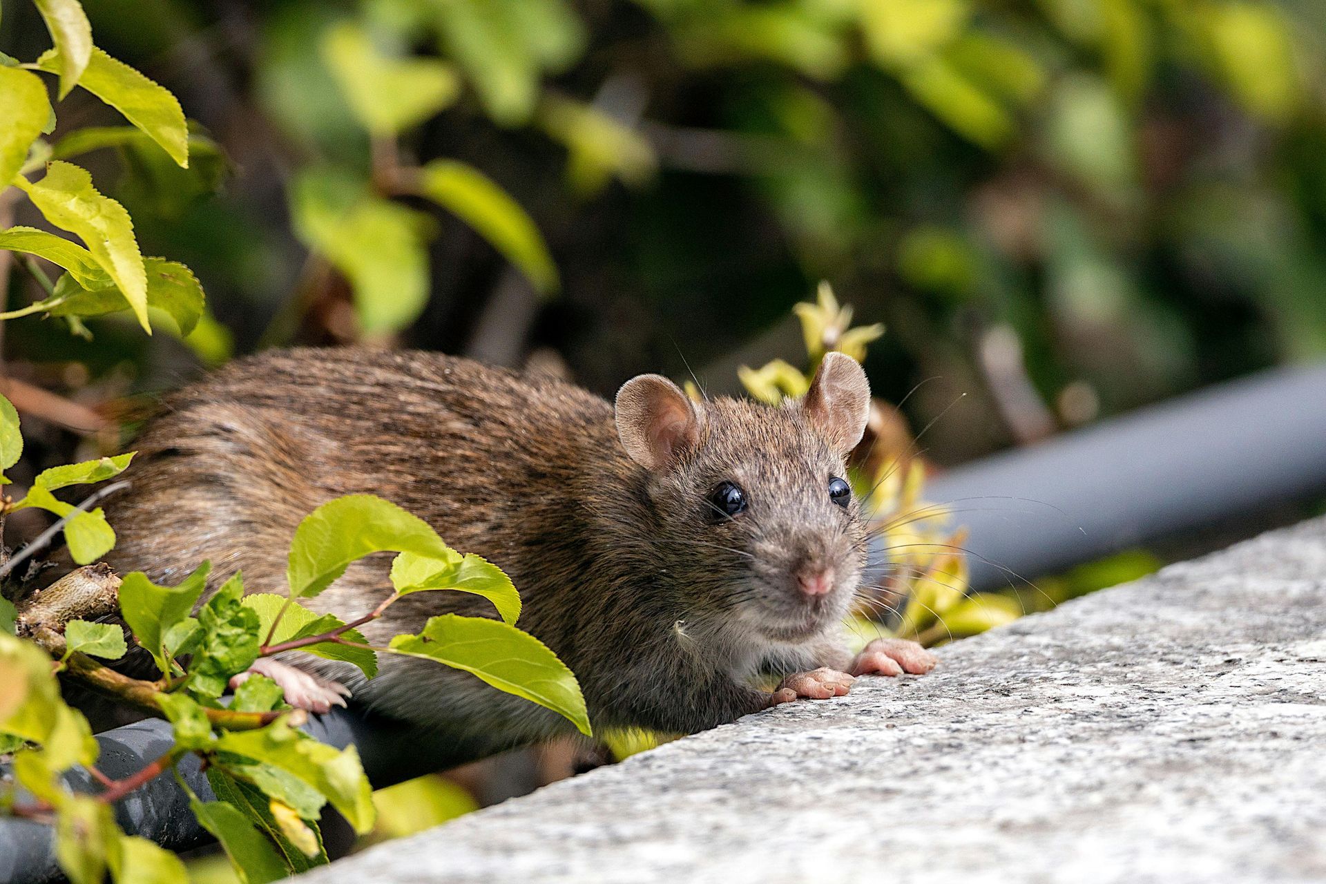 A rat is sitting on a ledge next to a bush.
