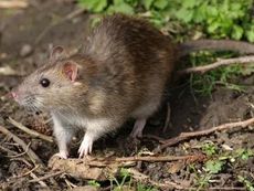 A rat is standing on top of a pile of dirt.
