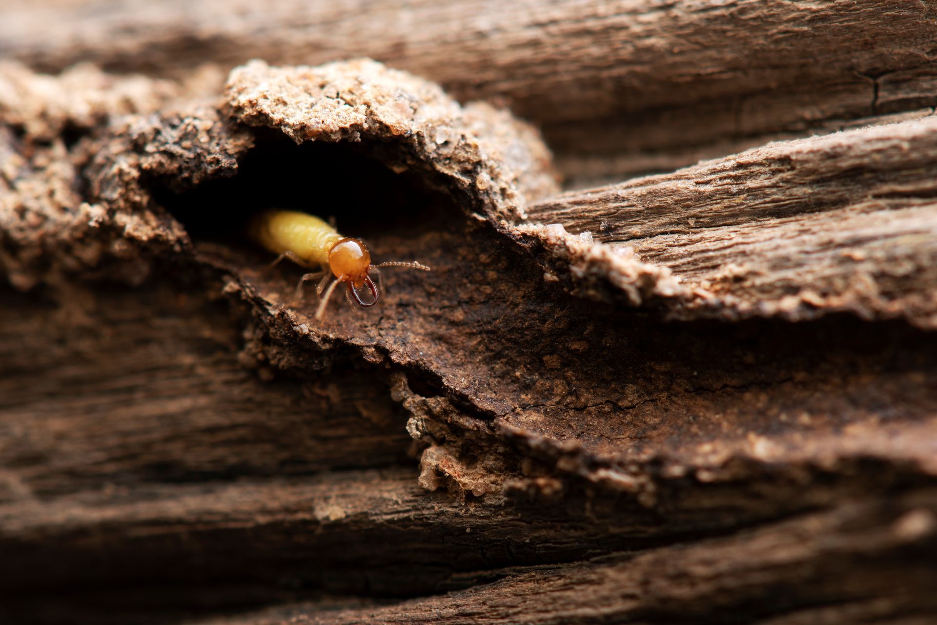 Termite inside of wood, showing structural damage to the wood.