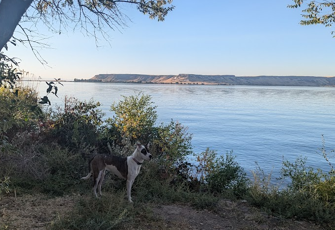 Dog standing near a lake