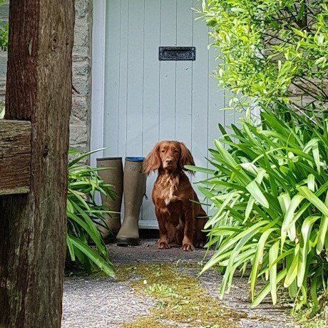 red spaniel sitting next to a pair of wellies outside blue door, Cotswold Tiger, The Second Home Company