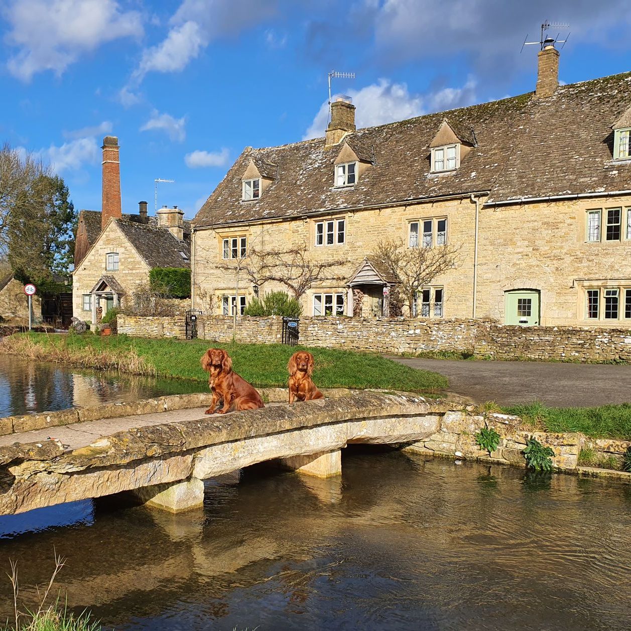 two red spaniels sitting on cotswold stone bridge in cotswold village, orange key on white background, 