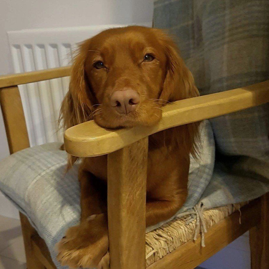 red spaniel with chin resting on wooden arm of chair, Cotswold Tiger, The Second Home Company