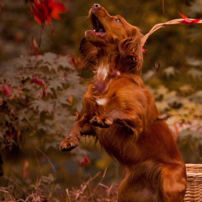 red spaniel kicking up autumn leaves, Cotswold Tiger, The Second Home Company