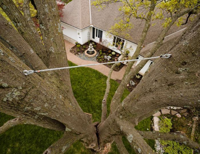 View from inside a tree, looking down at a house with a lawn. A cable supports the tree branches.