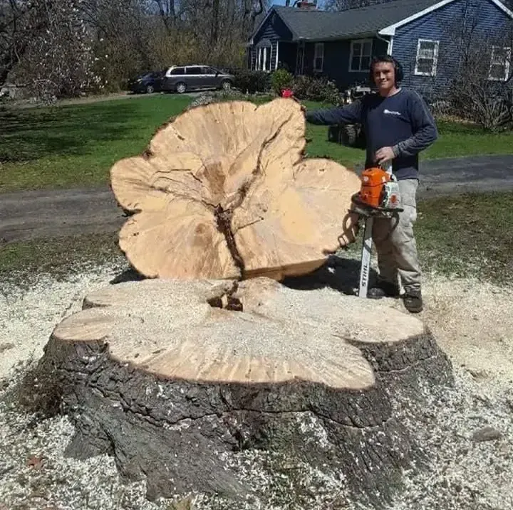 Northeast Tree Service Cutting a large tree