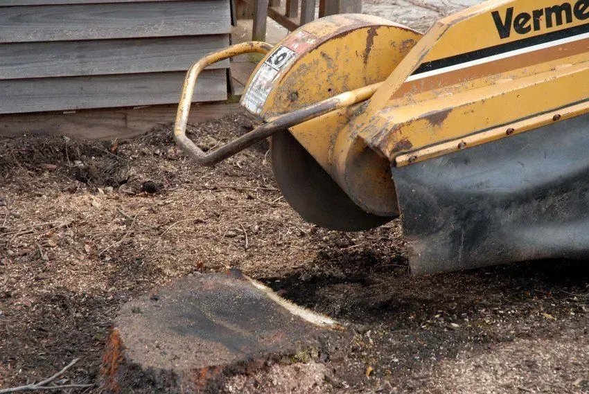 A person using an orange and black chainsaw to cut a tree stump in a grassy yard.