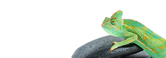 Een groene kameleon zit bovenop een zwarte rots.