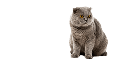 Een grijze kat met gele ogen zit op een witte achtergrond.