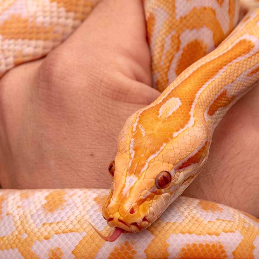 Een close-up van een slang die zijn tong uitsteekt.
