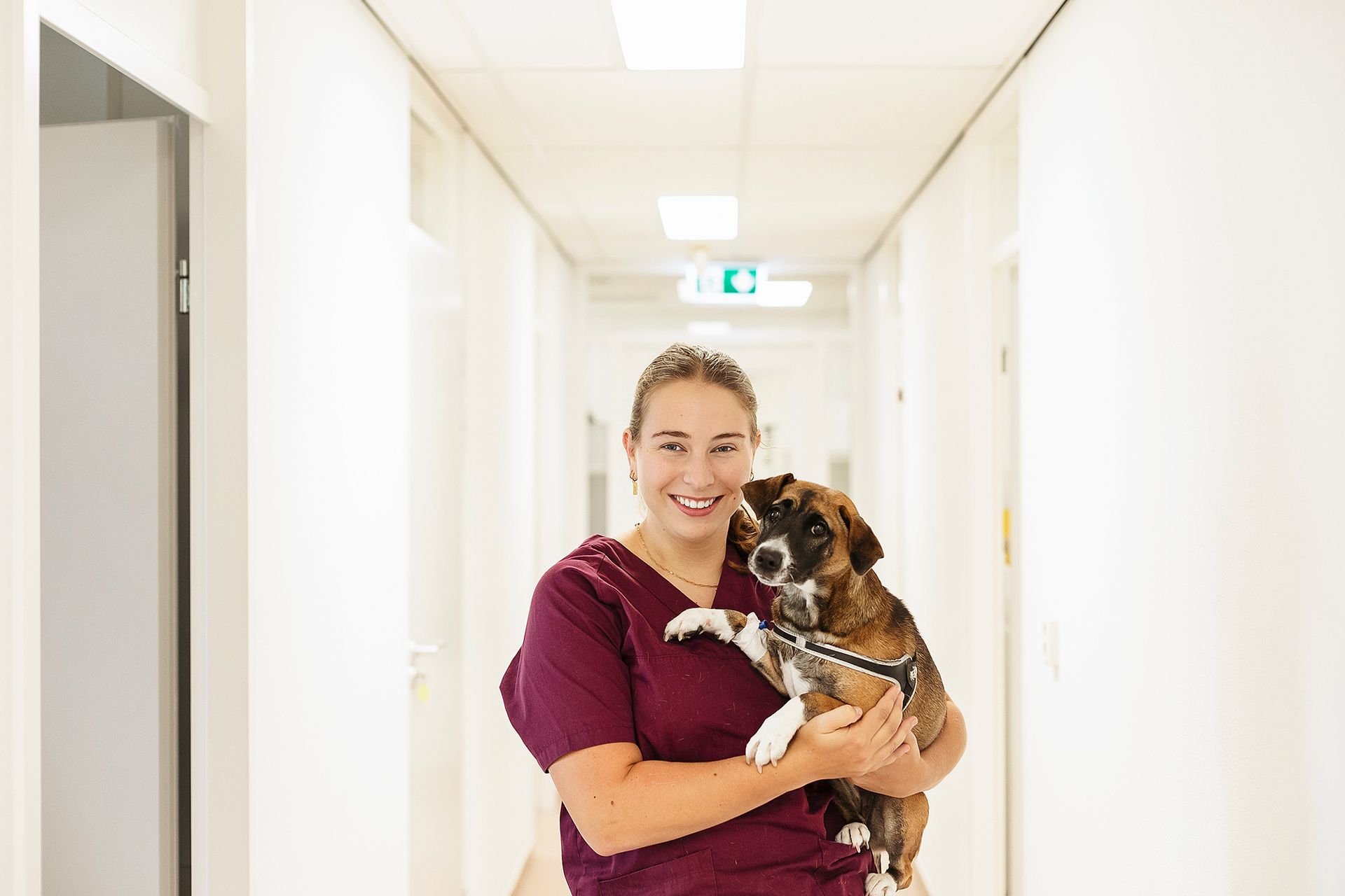 Een vrouw in paarse scrubs houdt een bruine hond vast