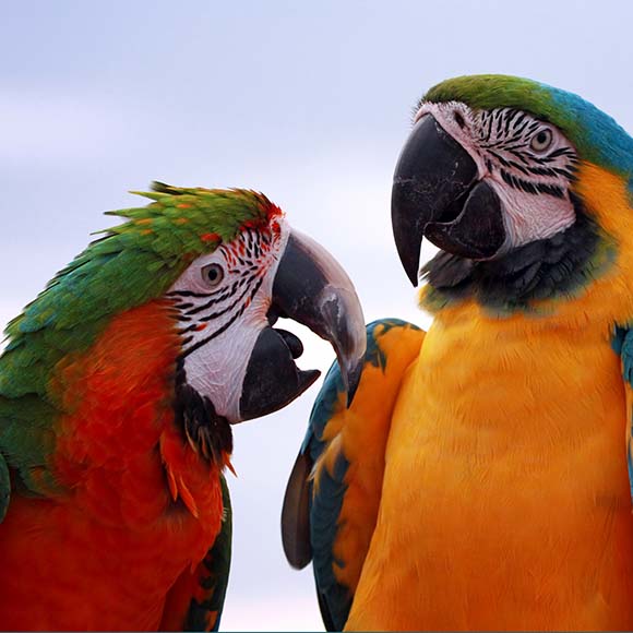 Twee kleurrijke papegaaien staan ​​naast elkaar