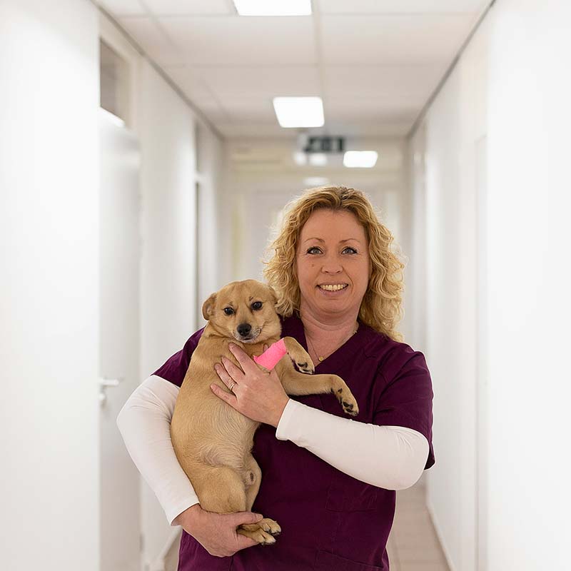 Een vrouw in paarse scrubs houdt een bruine hond vast