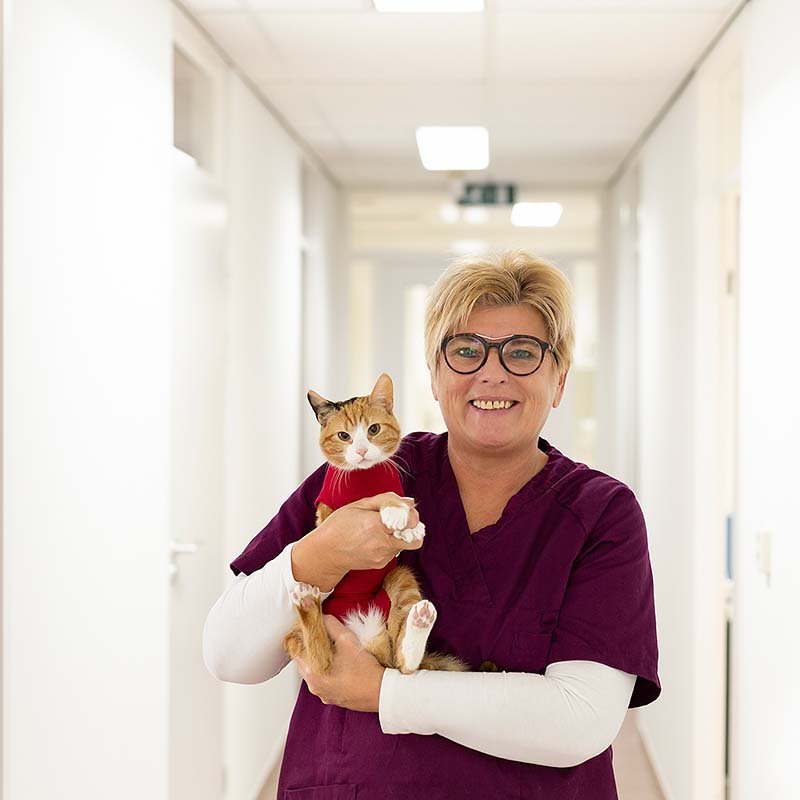 Een vrouw in paarse scrubs houdt een kat in haar armen