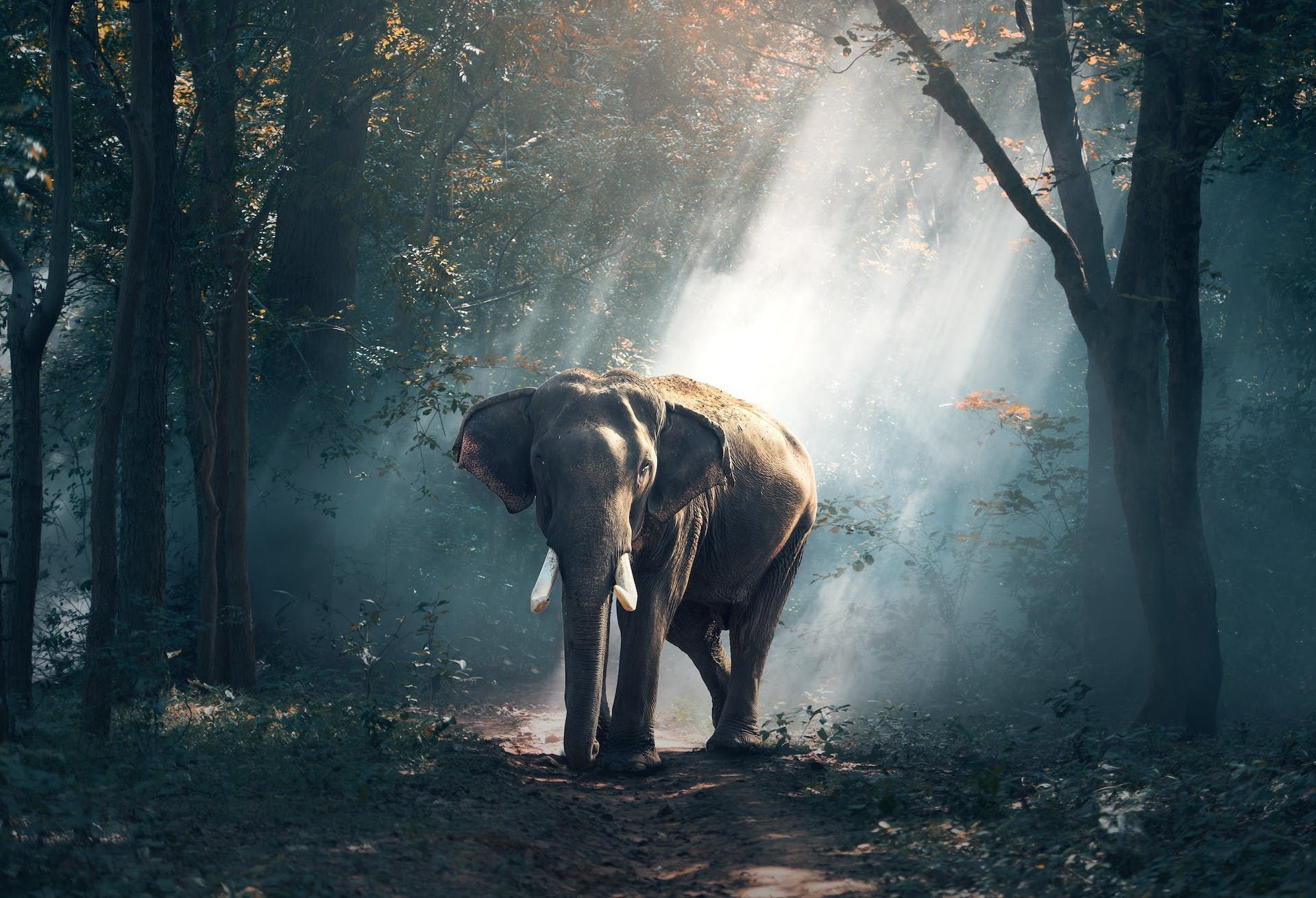 An elephant is walking through a forest with the sun shining through the trees.