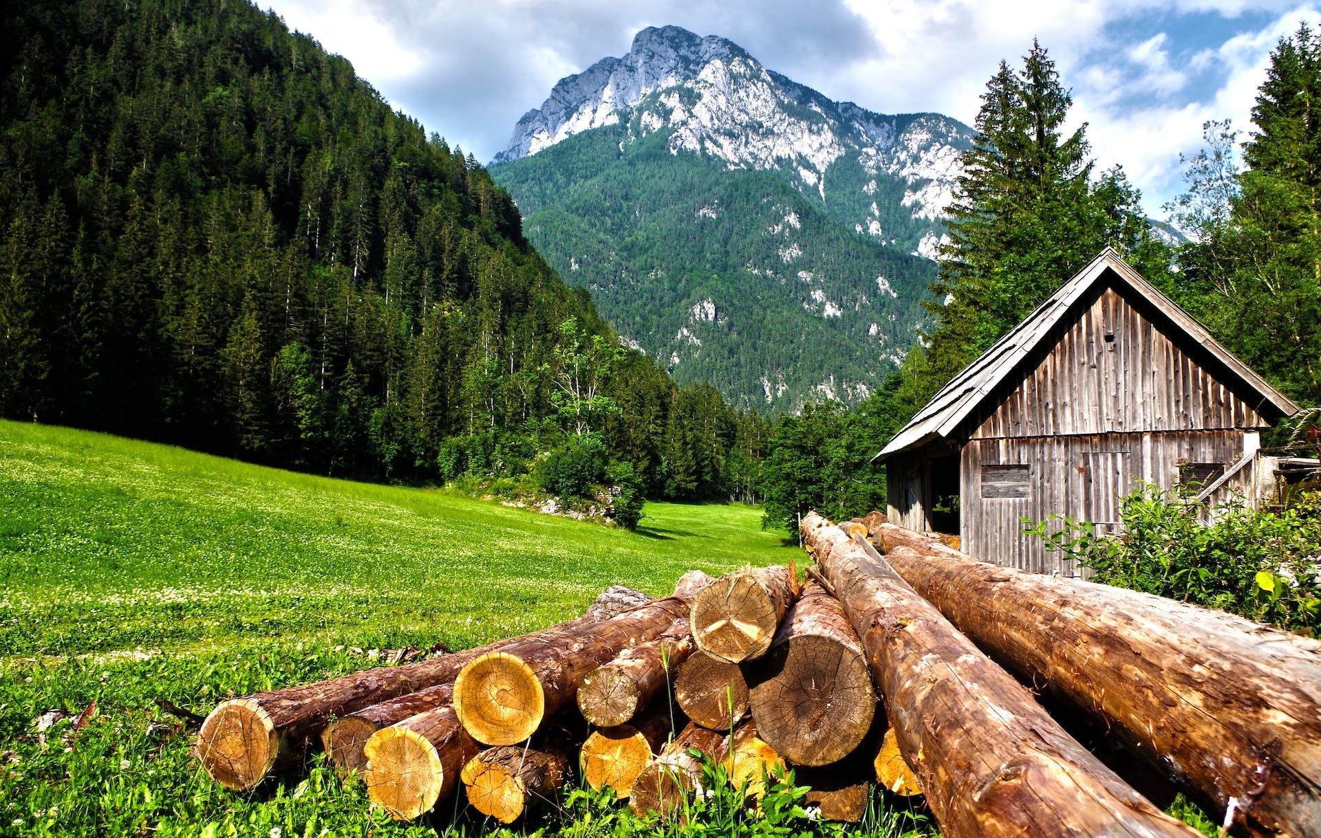 A pile of logs in a field with a mountain in the background