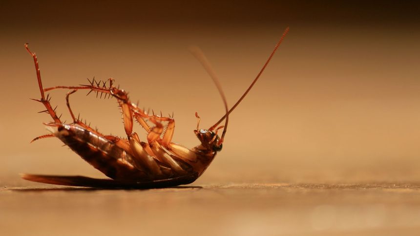 Close-up of an exterminated cockroach lying on its back on a smooth surface, symbolizing effective pest control.