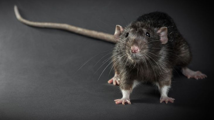 Close-up of a black rat with white paws and a long tail on a dark background, commonly associated with rodent infestations