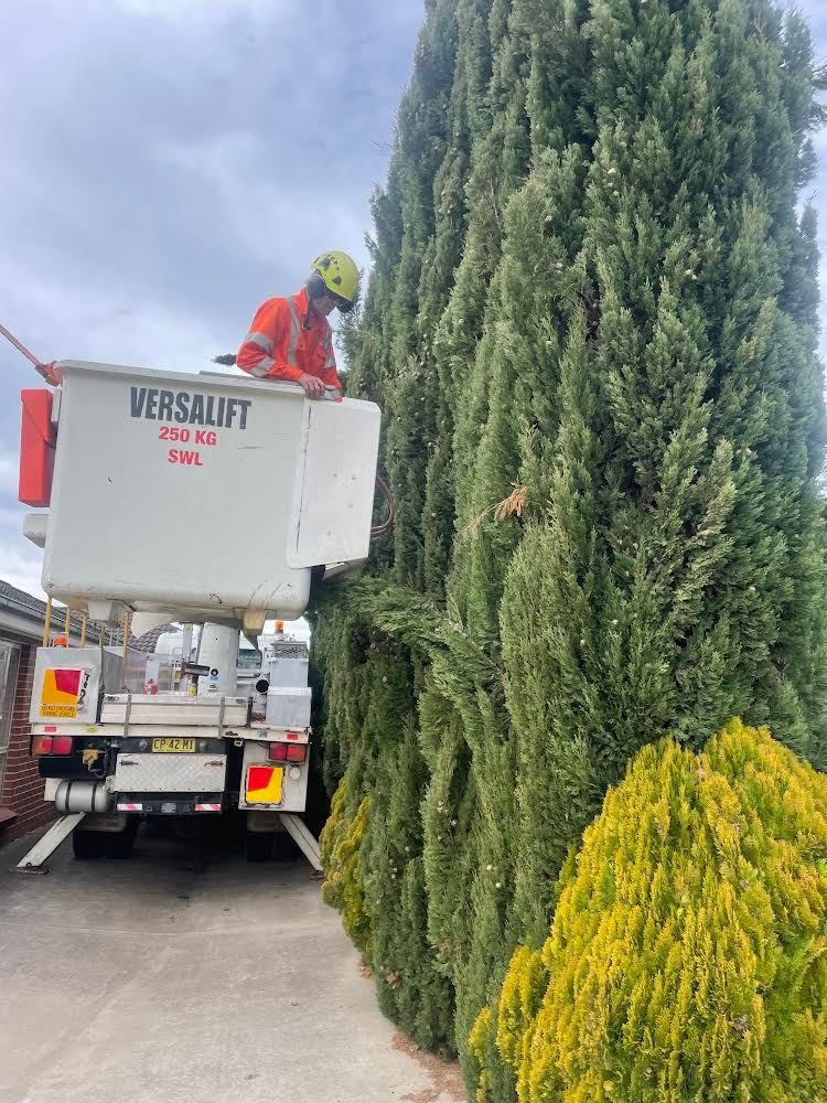 Trimming Tree Branches — Central West NSW — OS Trees