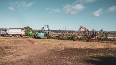 Cleaning Field — Central West NSW — OS Trees