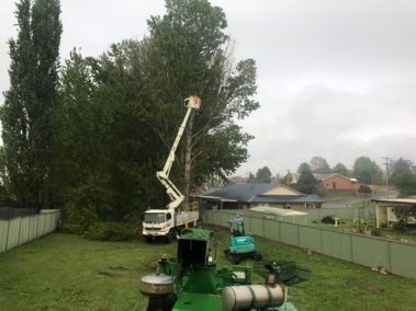 Tree Trimming Service — Central West NSW — OS Trees