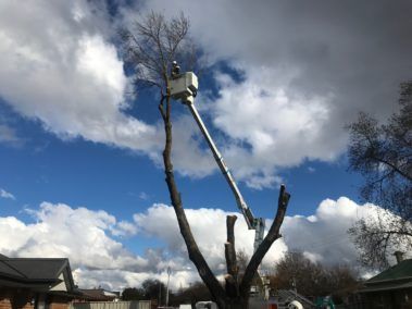 Trimming A Tall Tree — Central West NSW — OS Trees