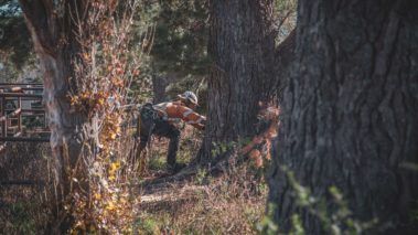 Cutting Big Tree — Central West NSW — OS Trees
