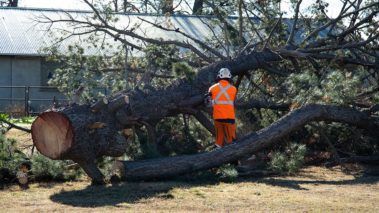 Man Cutting Fallen Tree — Central West NSW — OS Trees