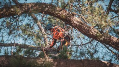 Cutting A Fallen Tree — Central West NSW — OS Trees
