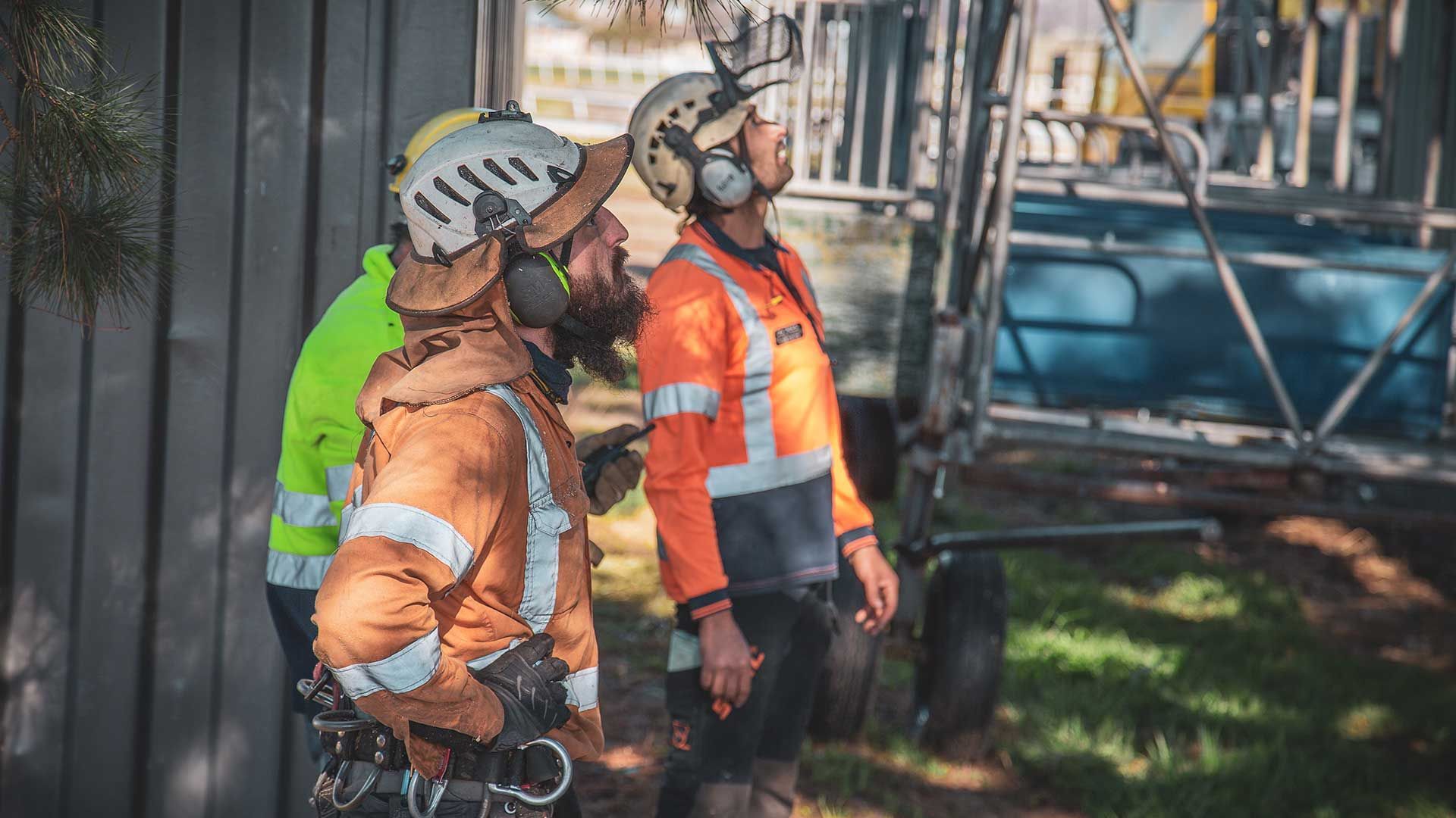 Two Men Looking Above — Central West NSW — OS Trees