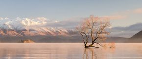 Wanaka Tree