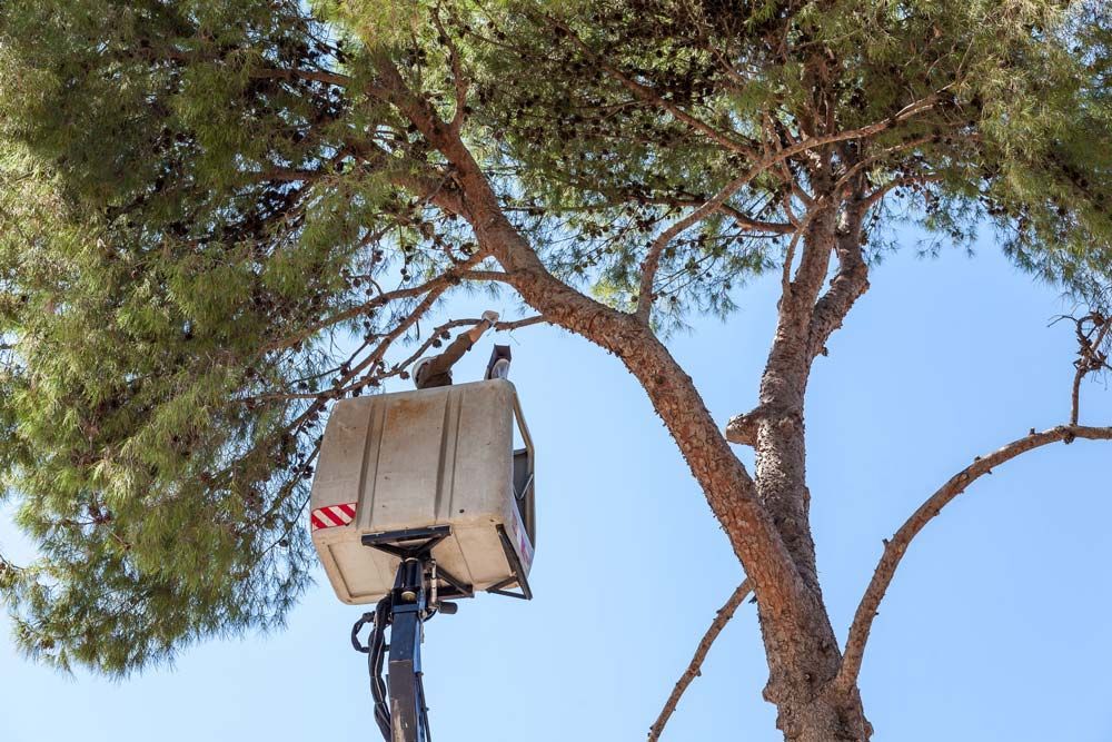 Cutting Tree Branches — Daytona Beach, FL — Dave's Tree Service