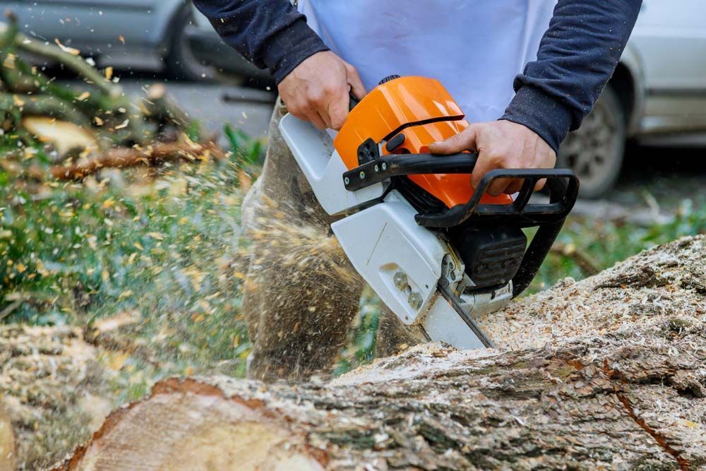 Chainsaw — Daytona Beach, FL — Dave's Tree Service