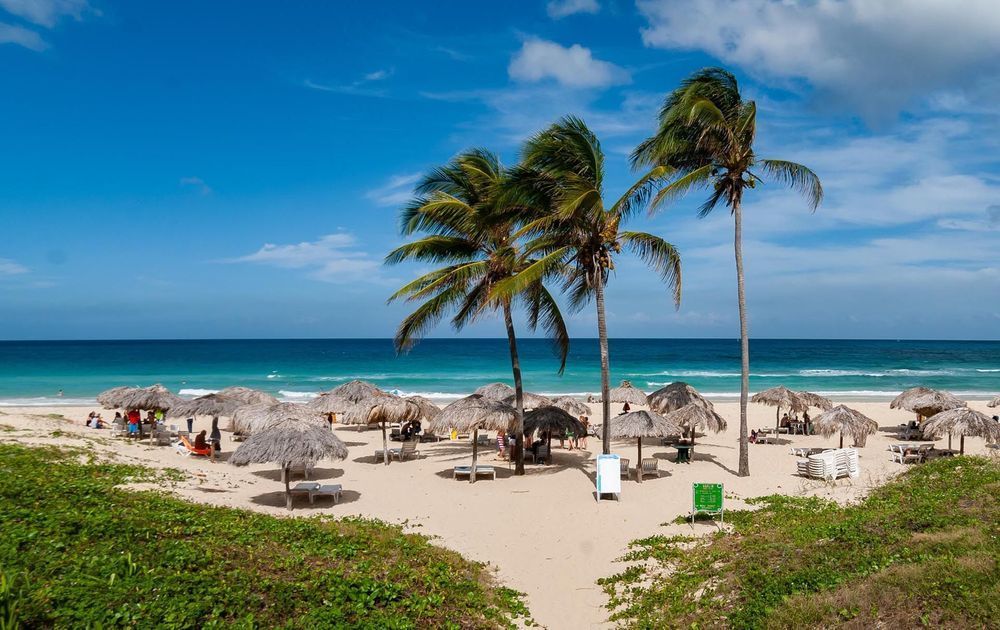 Una playa con palmeras y sombrillas en un día soleado.
