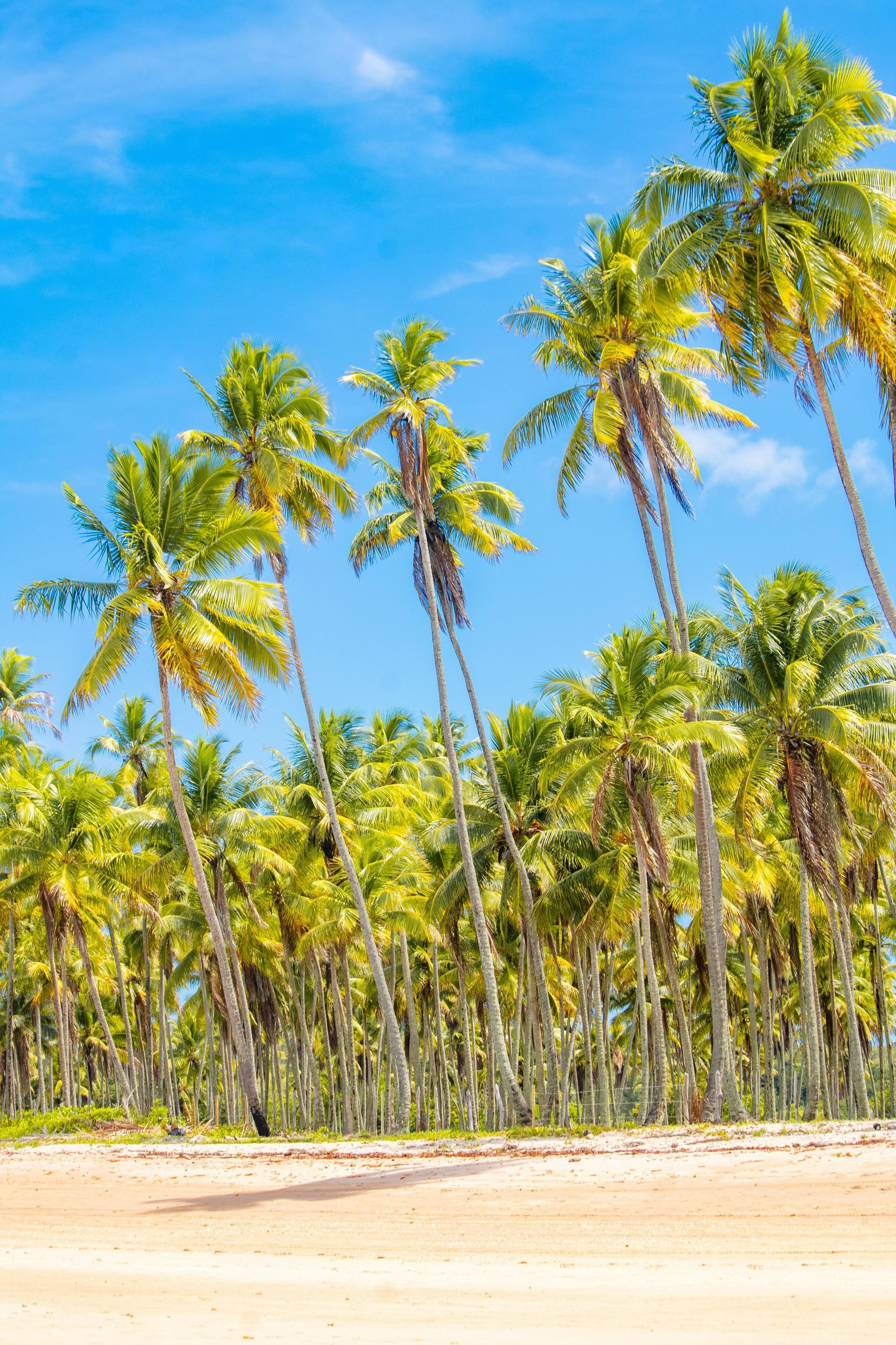 Una hilera de palmeras en una playa con un cielo azul de fondo.