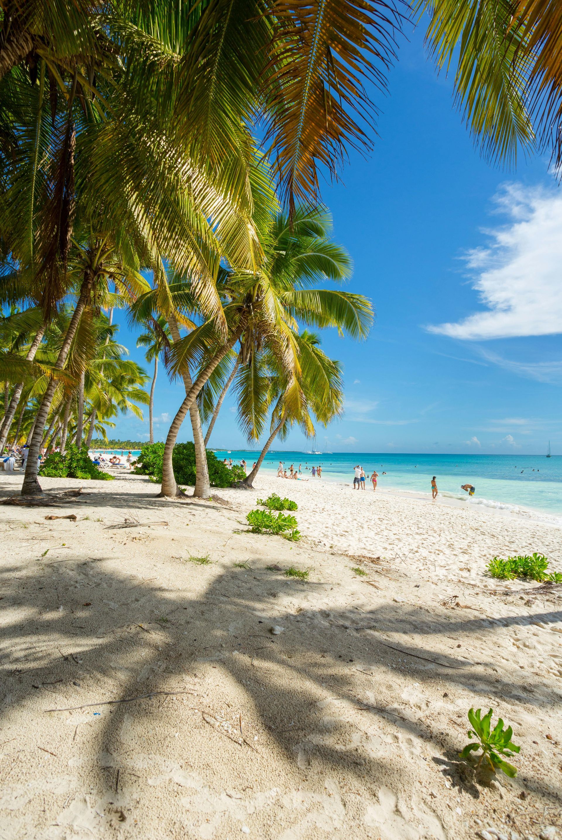 Una playa tropical con palmeras y sombras en la arena.