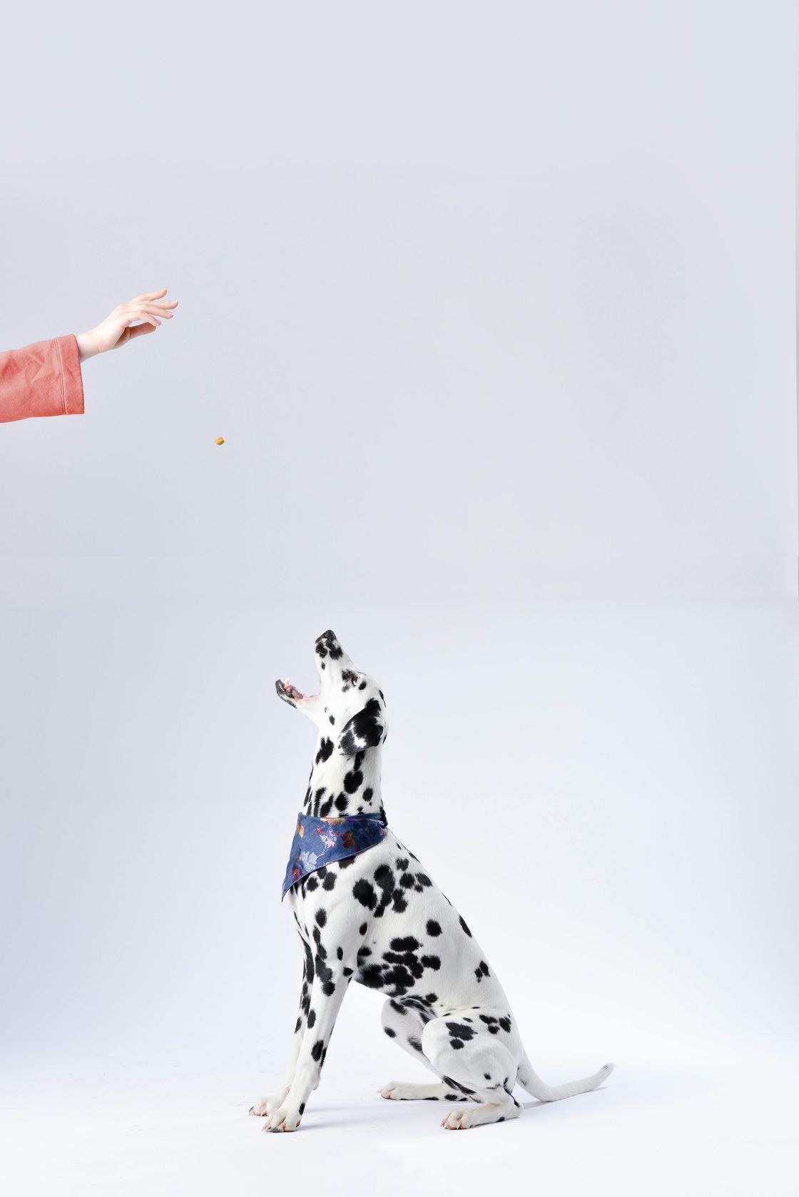 Dalmatian dog looking up to catch a treat held by a person in a white setting.
